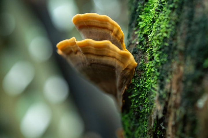 Tour notturno a piedi a Monteverde, Costa Rica, osservando la fauna selvatica notturna, foto 8 | wizardtrip