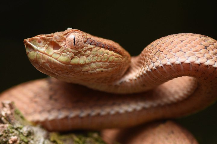 Tour notturno a piedi a Monteverde, Costa Rica, osservando la fauna selvatica notturna, foto 9 | wizardtrip