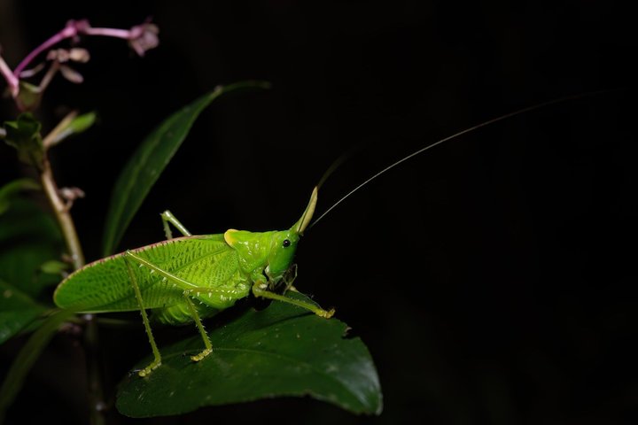 Tour notturno a piedi a Monteverde, Costa Rica, osservando la fauna selvatica notturna, foto 10 | wizardtrip