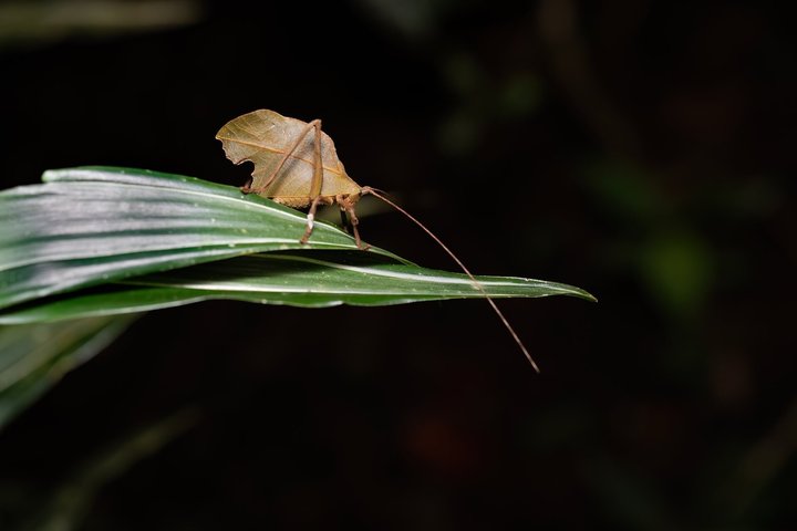 Tour notturno a piedi a Monteverde, Costa Rica, osservando la fauna selvatica notturna, foto 11 | wizardtrip