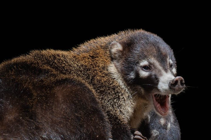 Tour notturno a piedi a Monteverde, Costa Rica, osservando la fauna selvatica notturna, foto 12 | wizardtrip