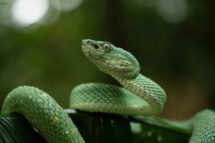 Tour notturno a piedi a Monteverde, Costa Rica, osservando la fauna selvatica notturna, foto 13 | wizardtrip