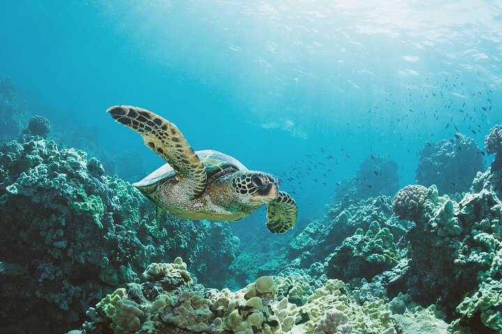 Waikiki : Aventure Snorkeling à Turtle Canyon sur Oahu | wizardtrip