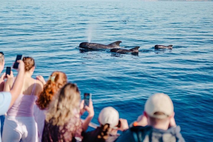 Tenerife Ecoyacht Tour for Whale Watching | wizardtrip
