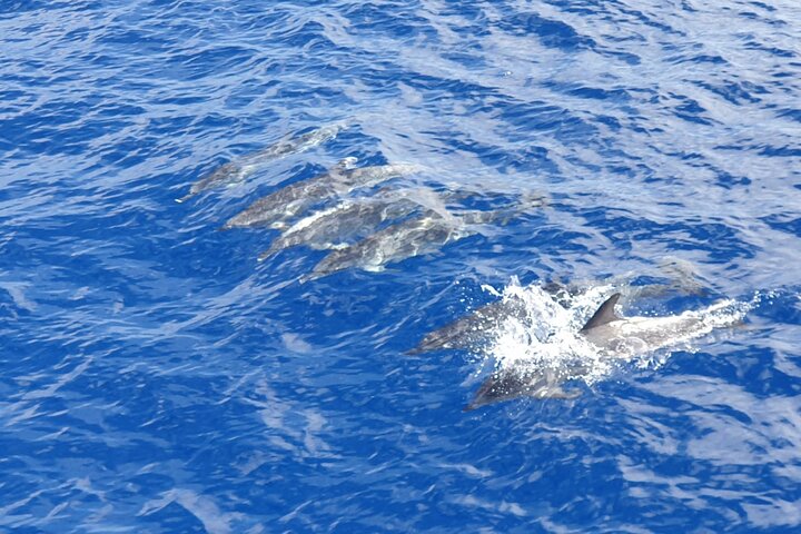 Miljövänlig yachttur på Teneriffa för val- och delfinskådning, med kustvyer och badmöjligheter, foto 6 | wizardtrip