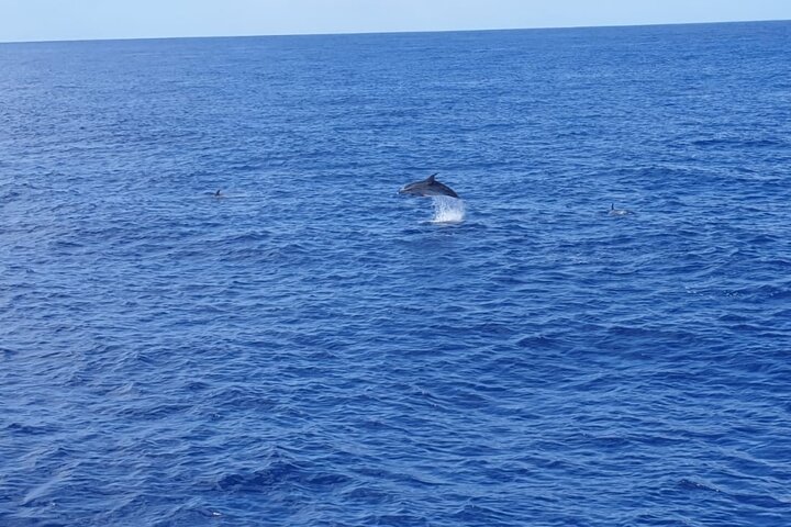 Miljövänlig yachttur på Teneriffa för val- och delfinskådning, med kustvyer och badmöjligheter, foto 10 | wizardtrip