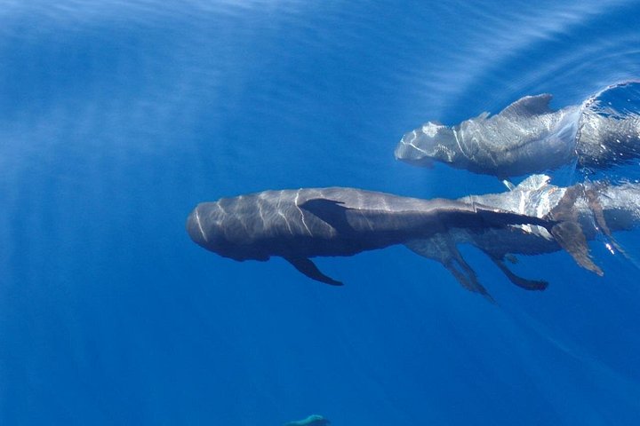 Miljövänlig yachttur på Teneriffa för val- och delfinskådning, med kustvyer och badmöjligheter, foto 12 | wizardtrip