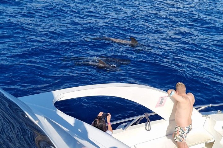 Miljövänlig yachttur på Teneriffa för val- och delfinskådning, med kustvyer och badmöjligheter, foto 13 | wizardtrip