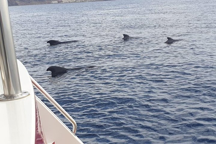 Miljövänlig yachttur på Teneriffa för val- och delfinskådning, med kustvyer och badmöjligheter, foto 16 | wizardtrip