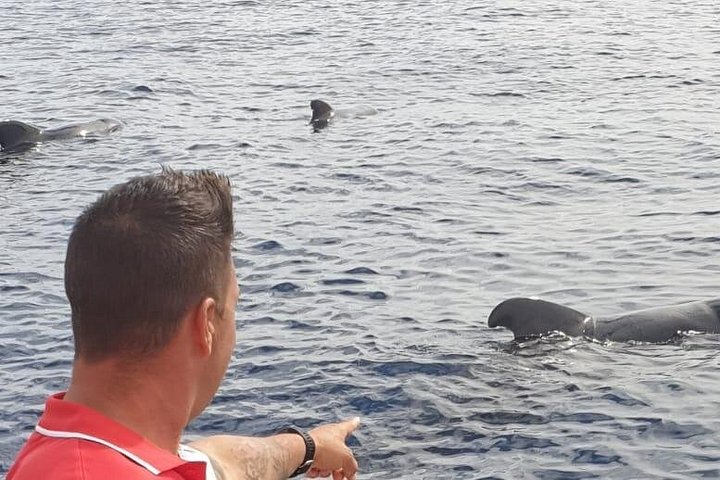 Miljövänlig yachttur på Teneriffa för val- och delfinskådning, med kustvyer och badmöjligheter, foto 17 | wizardtrip