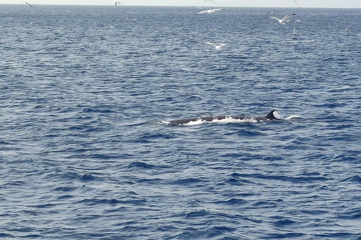 Miljövänlig yachttur på Teneriffa för val- och delfinskådning, med kustvyer och badmöjligheter, foto 18 | wizardtrip