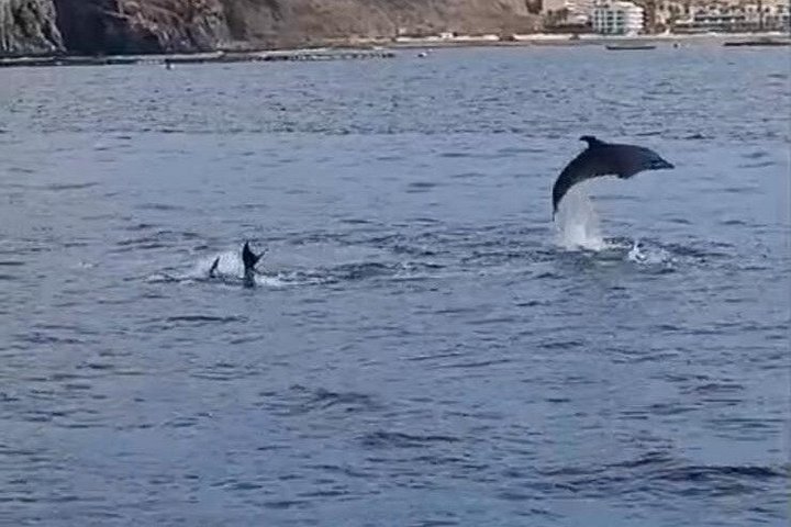 Miljövänlig yachttur på Teneriffa för val- och delfinskådning, med kustvyer och badmöjligheter, foto 19 | wizardtrip