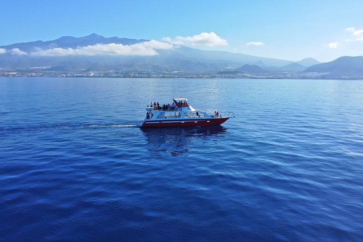 Miljövänlig yachttur på Teneriffa för val- och delfinskådning, med kustvyer och badmöjligheter, foto 20 | wizardtrip