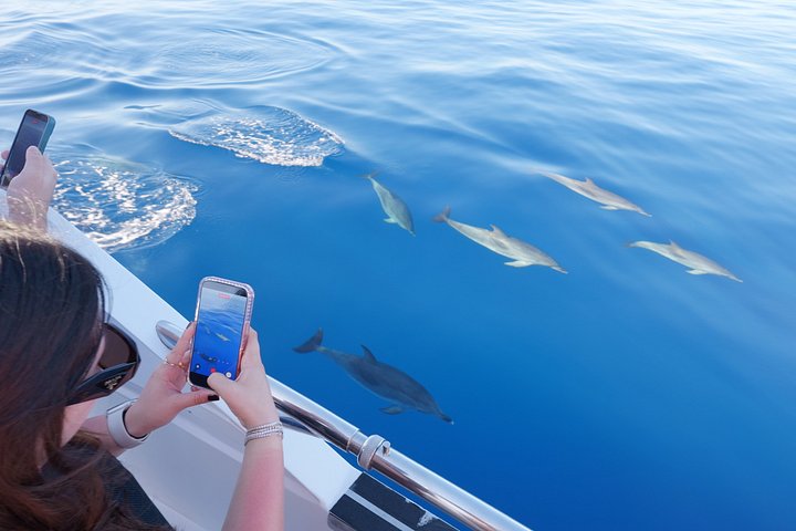 Miljövänlig yachttur på Teneriffa för val- och delfinskådning, med kustvyer och badmöjligheter, foto 21 | wizardtrip