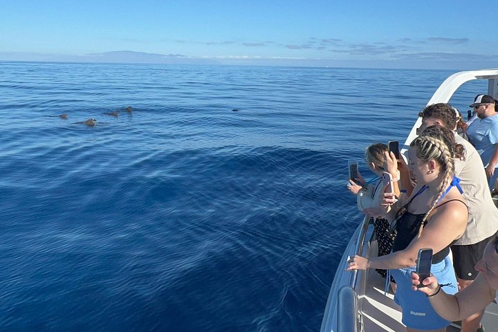 Miljövänlig yachttur på Teneriffa för val- och delfinskådning, med kustvyer och badmöjligheter, foto 24 | wizardtrip