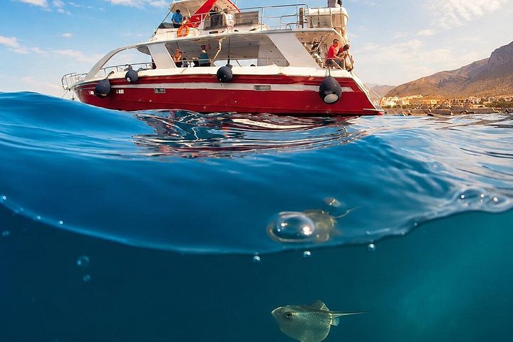 Miljövänlig yachttur på Teneriffa för val- och delfinskådning, med kustvyer och badmöjligheter, foto 27 | wizardtrip