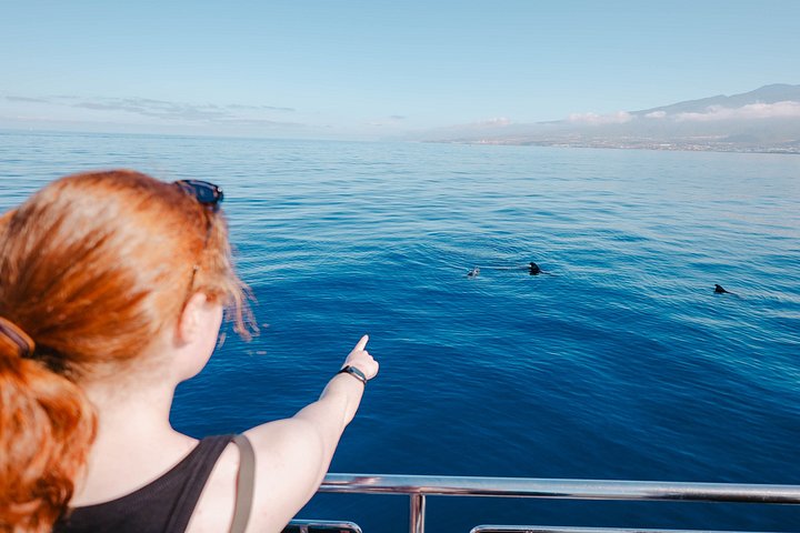 Miljövänlig yachttur på Teneriffa för val- och delfinskådning, med kustvyer och badmöjligheter, foto 32 | wizardtrip