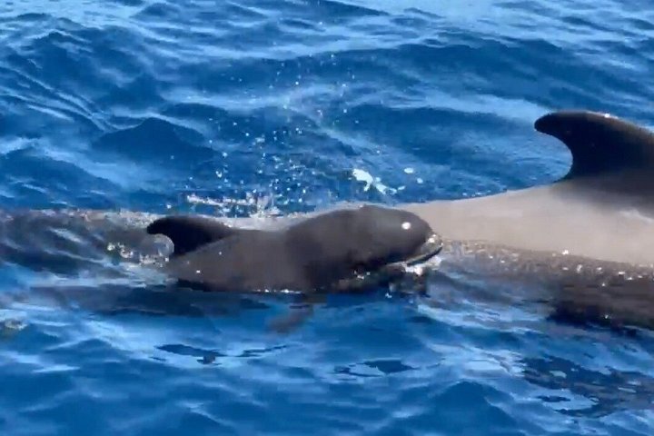 Miljövänlig yachttur på Teneriffa för val- och delfinskådning, med kustvyer och badmöjligheter, foto 36 | wizardtrip