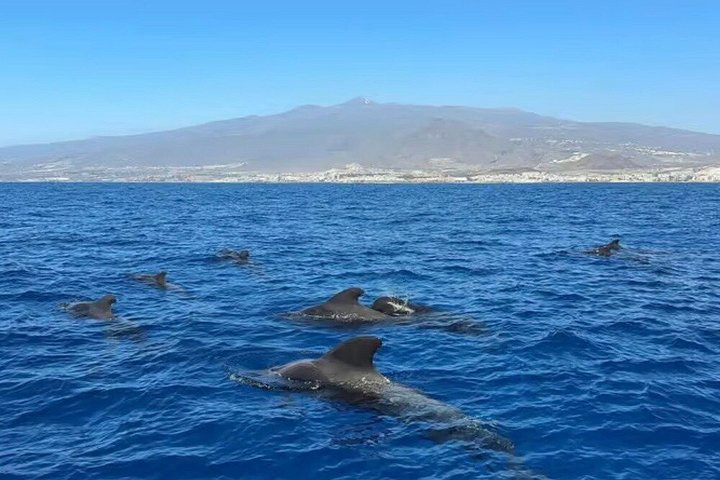 Miljövänlig yachttur på Teneriffa för val- och delfinskådning, med kustvyer och badmöjligheter, foto 38 | wizardtrip