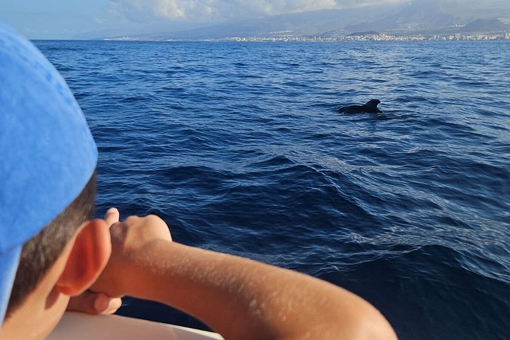 Miljövänlig yachttur på Teneriffa för val- och delfinskådning, med kustvyer och badmöjligheter, foto 39 | wizardtrip