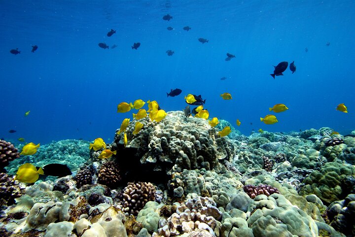 Morgensnorkeludflugt til Kealakekua Bay, Big Island, Hawaii, med marineliv og Captain Cook Monumentet, foto 10 | wizardtrip