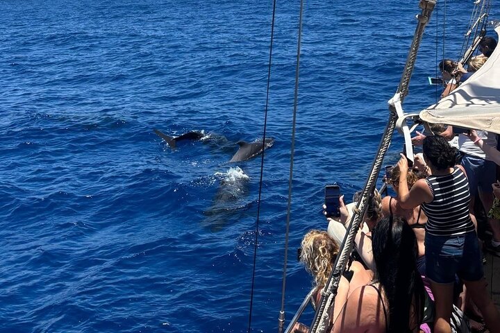 Walvis- en dolfijnexcursieboottocht langs de kust van Tenerife, Spanje, foto 7 | wizardtrip