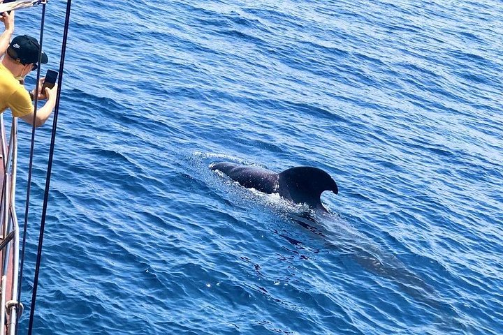 Walvis- en dolfijnexcursieboottocht langs de kust van Tenerife, Spanje, foto 8 | wizardtrip