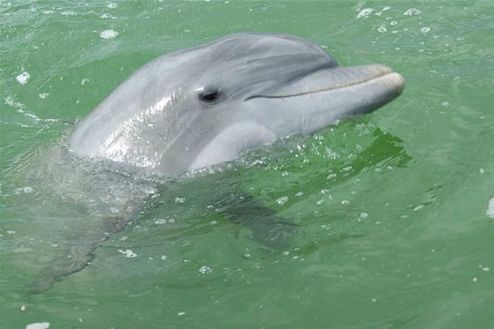 Naturskön båttur i Naples, Florida, som visar djurliv, herrgårdar och historisk berättelse, foto 6 | wizardtrip