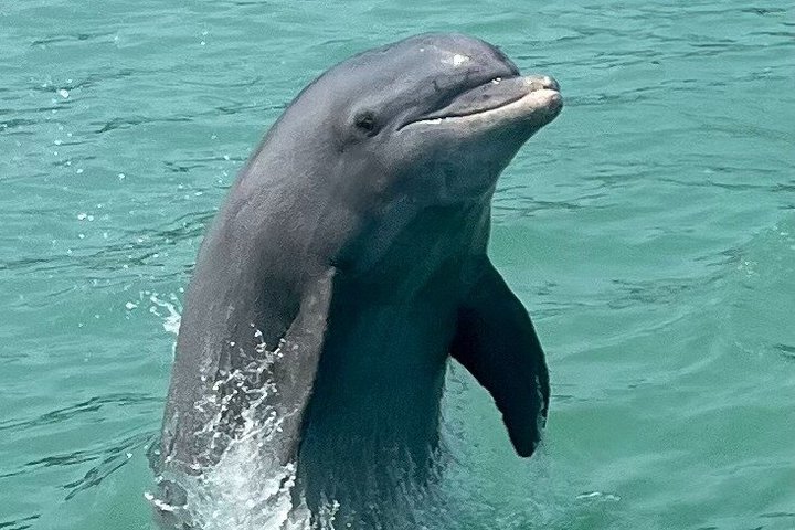Dolphin Watch Eco Shelling Cruise to Keewaydin Island | wizardtrip