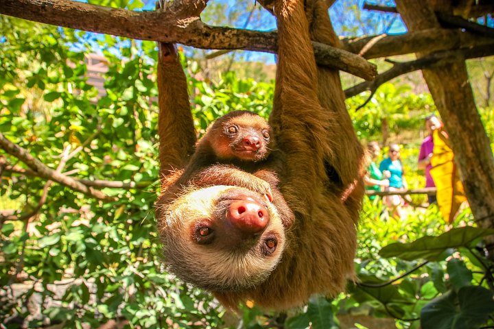 Ervaar ziplining, ontmoetingen met wilde dieren en culturele activiteiten in Diamante Eco Adventure Park in Playa Hermosa, Costa Rica, foto 9 | wizardtrip