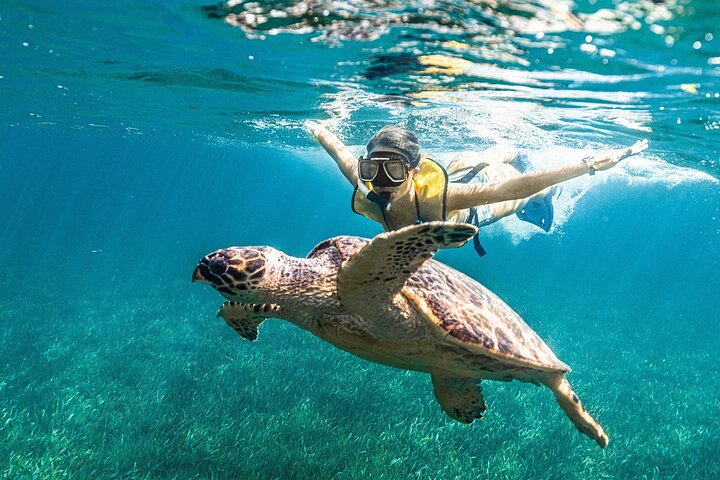 Family snorkeling tour in Cancun exploring coral reefs, underwater sculptures, shipwrecks, and cenotes, photo 8 | wizardtrip