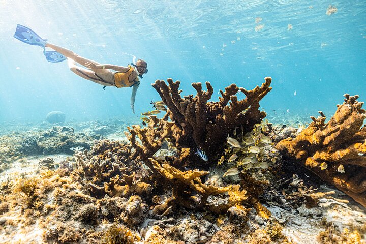 Cancun Schnorcheltour mit Korallenriffen, Unterwasserskulpturen, Meeresschildkröten, einem Schiffswrack und einer Cenote, Foto 8 | wizardtrip
