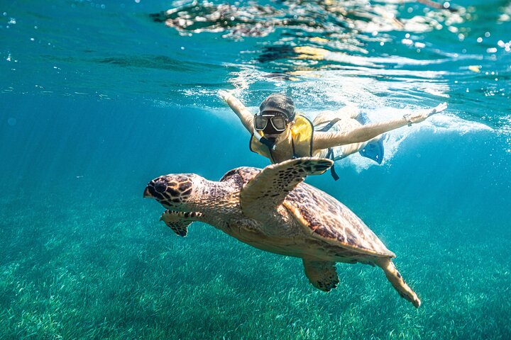 Cancun Schnorcheltour mit Korallenriffen, Unterwasserskulpturen, Meeresschildkröten, einem Schiffswrack und einer Cenote, Foto 11 | wizardtrip