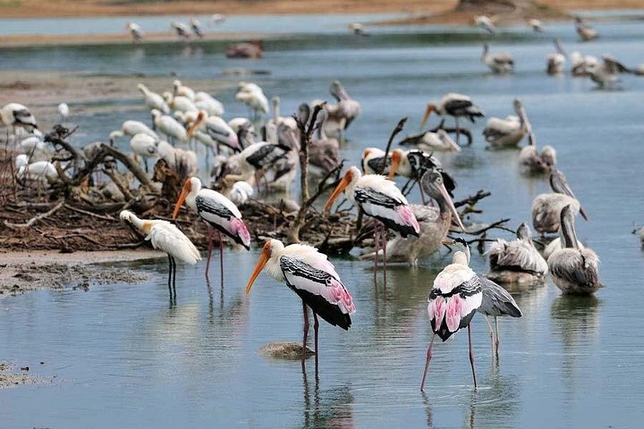 Safari privado em jeep nos parques nacionais do Sri Lanka para observar elefantes e outra vida selvagem, foto 6 | wizardtrip