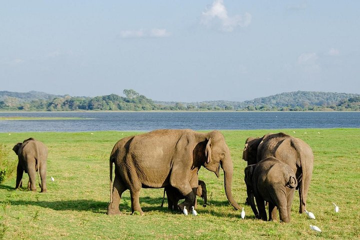 Safari privado em jeep nos parques nacionais do Sri Lanka para observar elefantes e outra vida selvagem, foto 7 | wizardtrip
