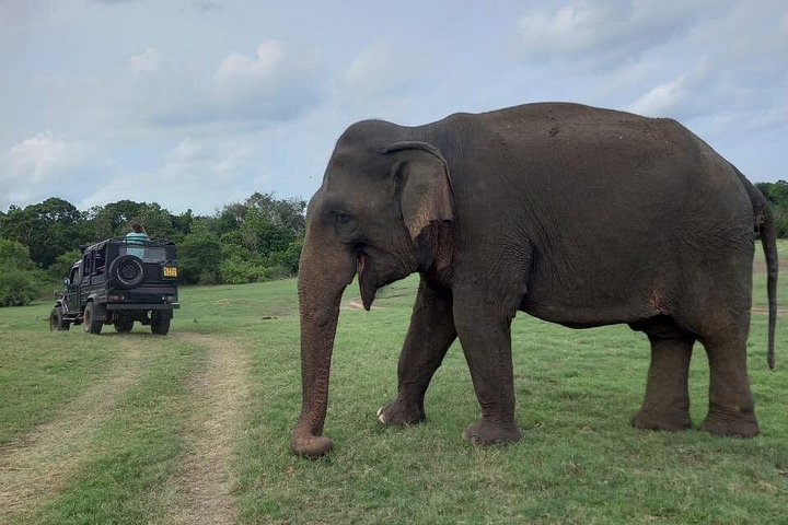 Safari privado em jeep nos parques nacionais do Sri Lanka para observar elefantes e outra vida selvagem, foto 9 | wizardtrip
