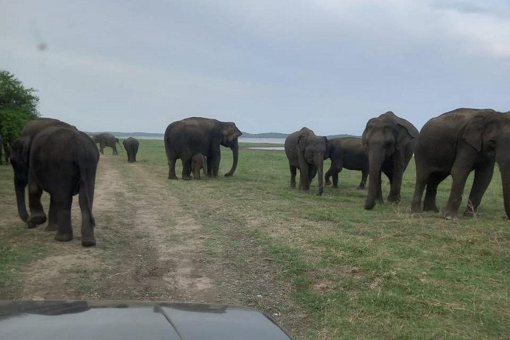 Safari privado em jeep nos parques nacionais do Sri Lanka para observar elefantes e outra vida selvagem, foto 11 | wizardtrip
