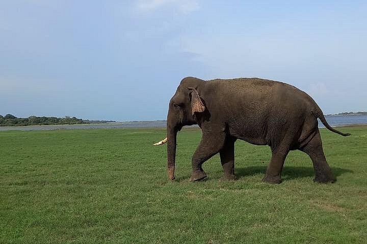 Safari privado em jeep nos parques nacionais do Sri Lanka para observar elefantes e outra vida selvagem, foto 12 | wizardtrip