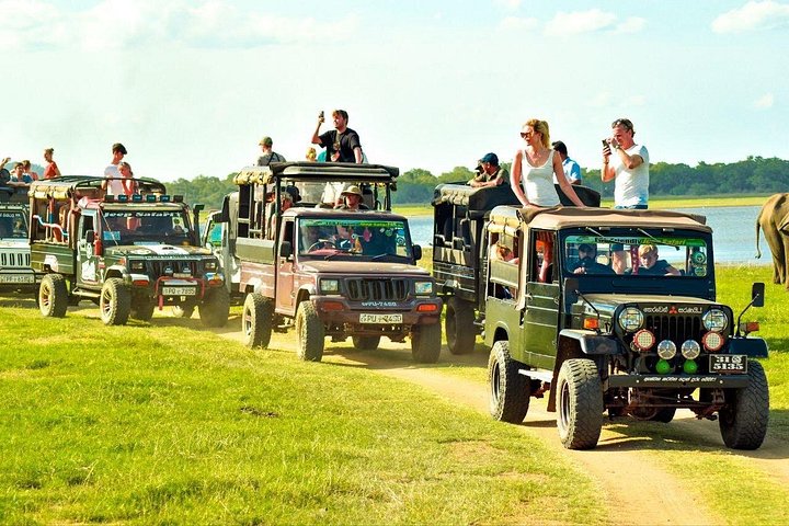 Safari privado em jeep nos parques nacionais do Sri Lanka para observar elefantes e outra vida selvagem, foto 13 | wizardtrip