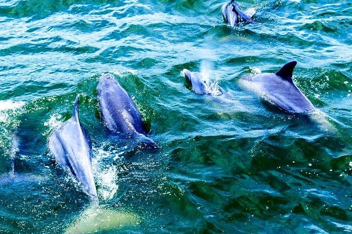 アラバマ湾岸のイルカウォッチングクルーズで、遊び心のあるイルカと美しい海を眺めましょう、写真7 | wizardtrip