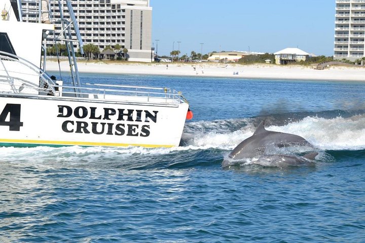 アラバマ湾岸のイルカウォッチングクルーズで、遊び心のあるイルカと美しい海を眺めましょう、写真8 | wizardtrip