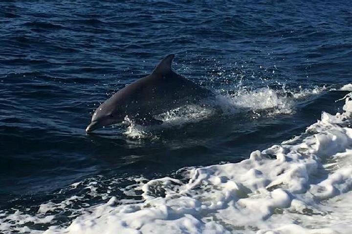 アラバマ湾岸のイルカウォッチングクルーズで、遊び心のあるイルカと美しい海を眺めましょう、写真9 | wizardtrip