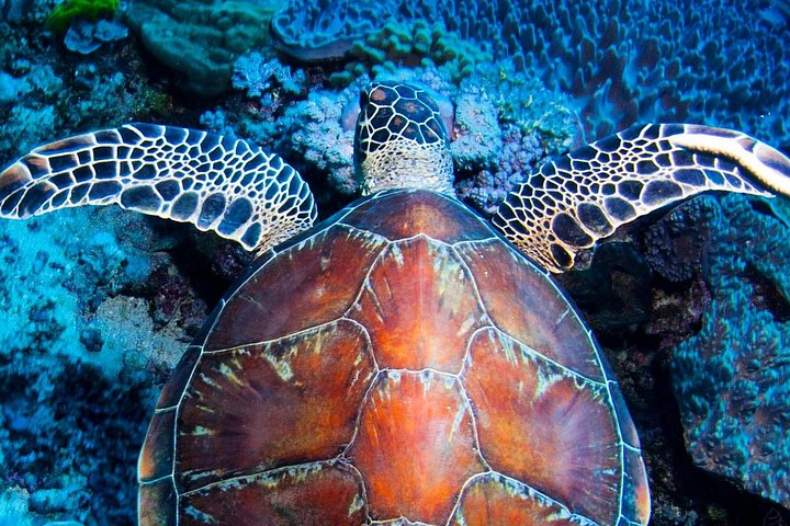 ABC Reef Safaris | wizardtrip