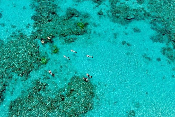 Snorklings- och dykäventyr på Stora barriärrevet från Port Douglas, foto 8 | wizardtrip