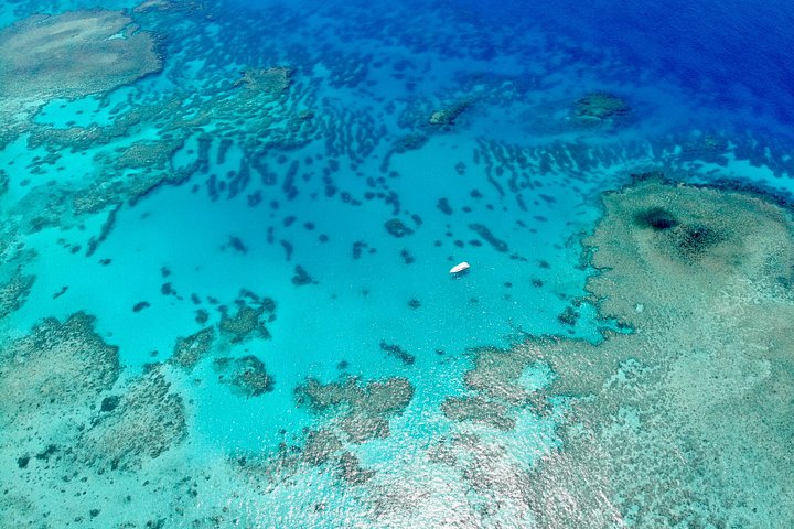 Snorklings- och dykäventyr på Stora barriärrevet från Port Douglas, foto 9 | wizardtrip