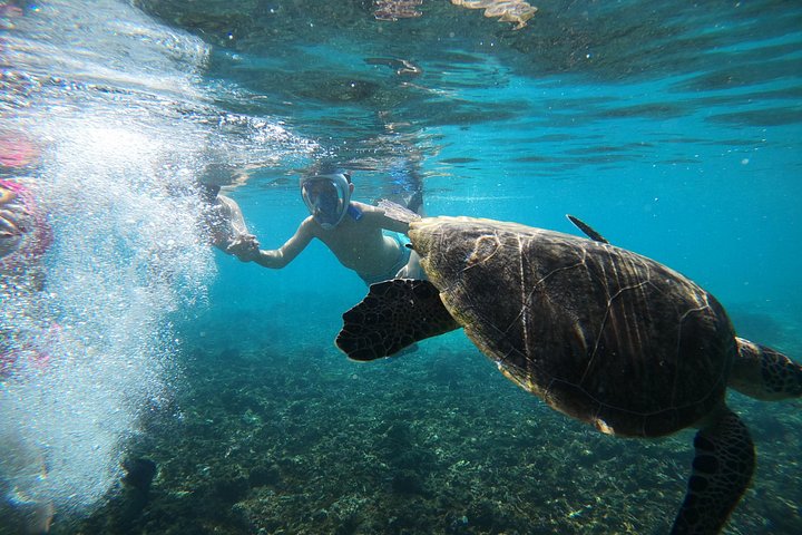 Excursion d'une demi-journée de snorkeling et d'observation de dauphins aux îles Dimaniyat, Oman, photo 17 | wizardtrip