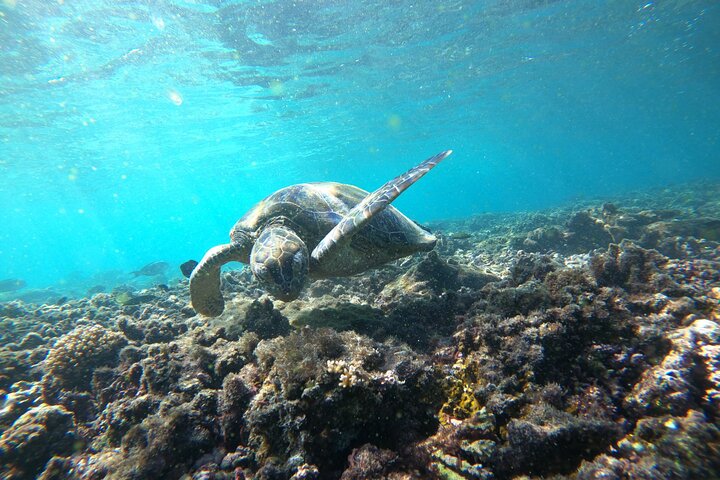 Excursion d'une demi-journée de snorkeling et d'observation de dauphins aux îles Dimaniyat, Oman, photo 23 | wizardtrip