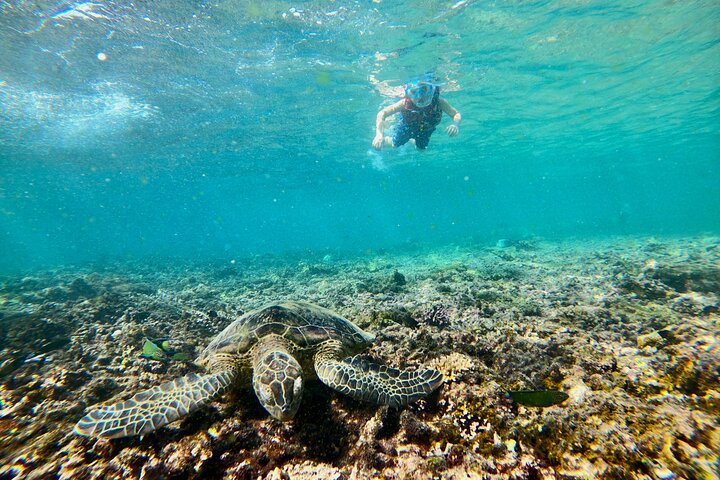 Excursion d'une demi-journée de snorkeling et d'observation de dauphins aux îles Dimaniyat, Oman, photo 25 | wizardtrip