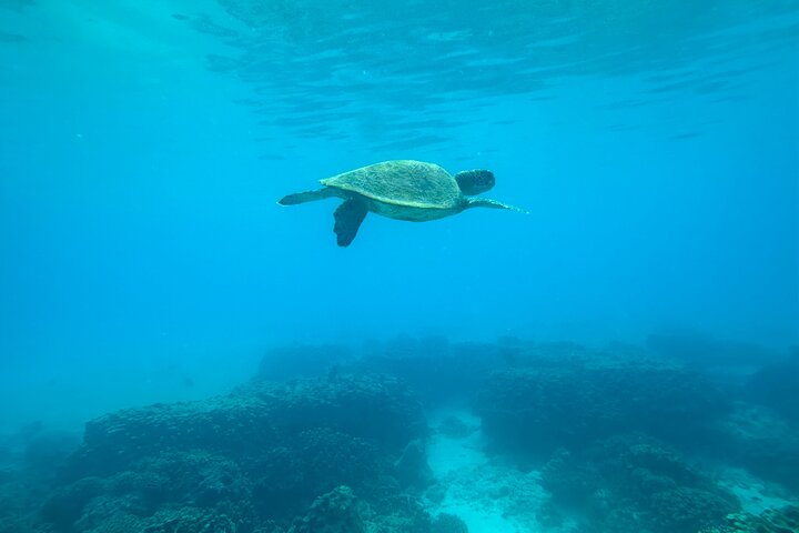 Excursion d'une demi-journée de snorkeling et d'observation de dauphins aux îles Dimaniyat, Oman, photo 27 | wizardtrip