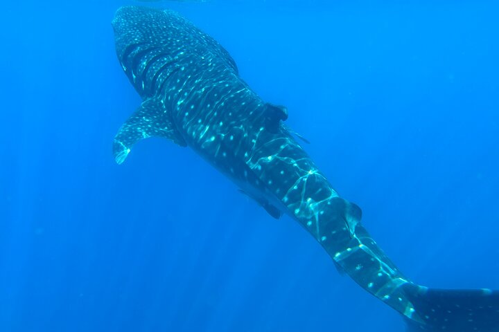 Excursion d'une demi-journée de snorkeling et d'observation de dauphins aux îles Dimaniyat, Oman, photo 28 | wizardtrip